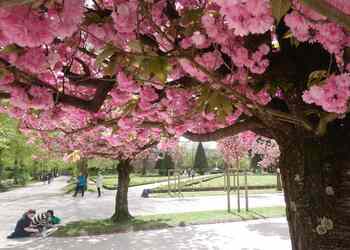 Kirschblüten Hofgarten 1